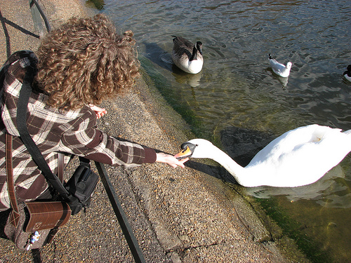Saint James Park - Londres.