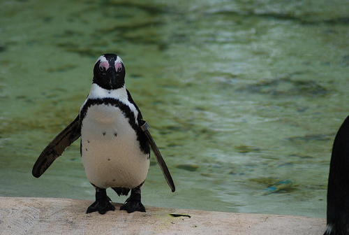 Pingouin au zoo de Londres.