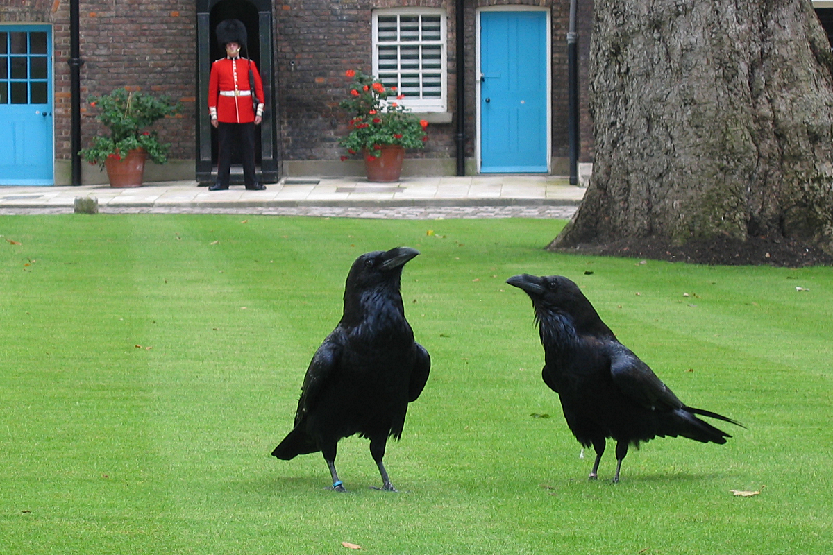 tour de londres et corbeaux