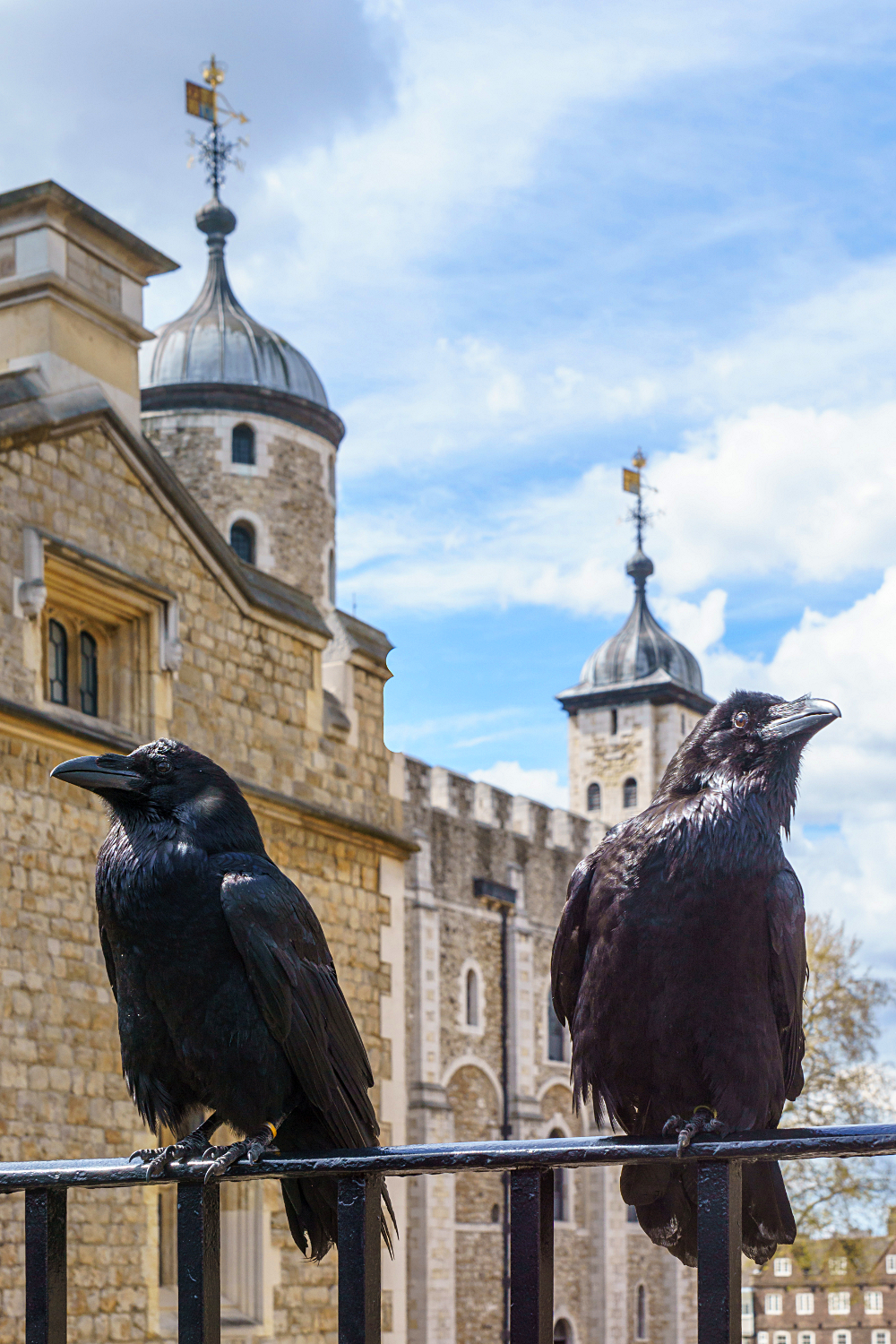 tour de londres et corbeaux